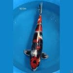 Kin Showa Male 52 Cm