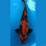 Kage Utsuri Male 45 Cm
