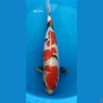 Kindai Showa Male 49 Cm