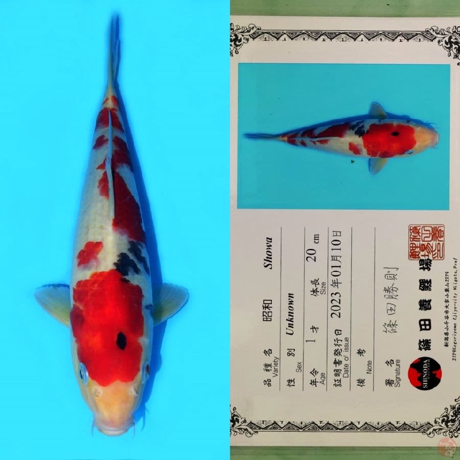SHINODA SHOWA SANSHOKU HQ 33CM
