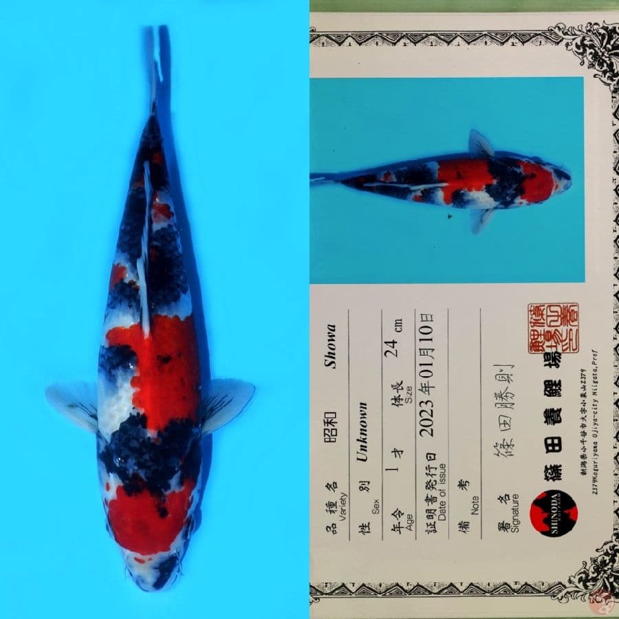 SHINOD SHOWA SANSHOKU HQ 35CM