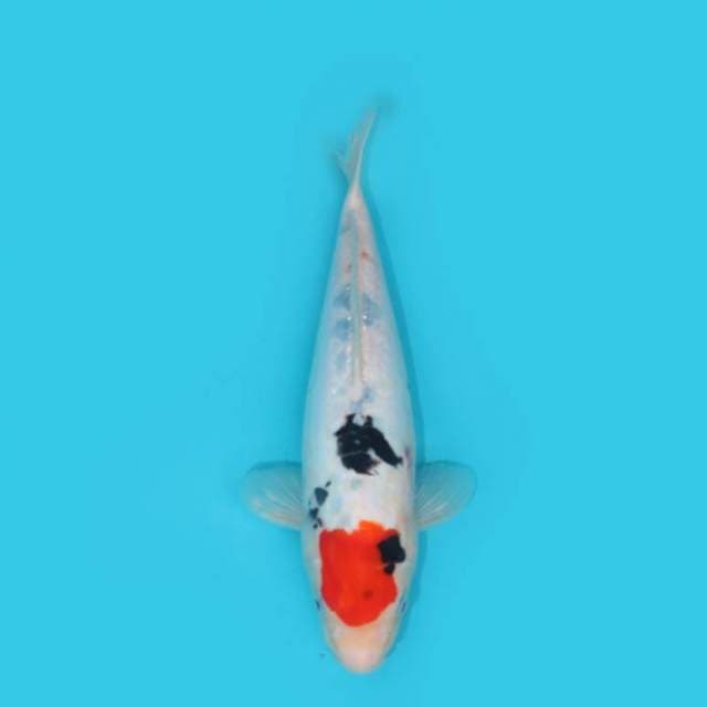 TANCHO DOITSU SHOWA 34 CM