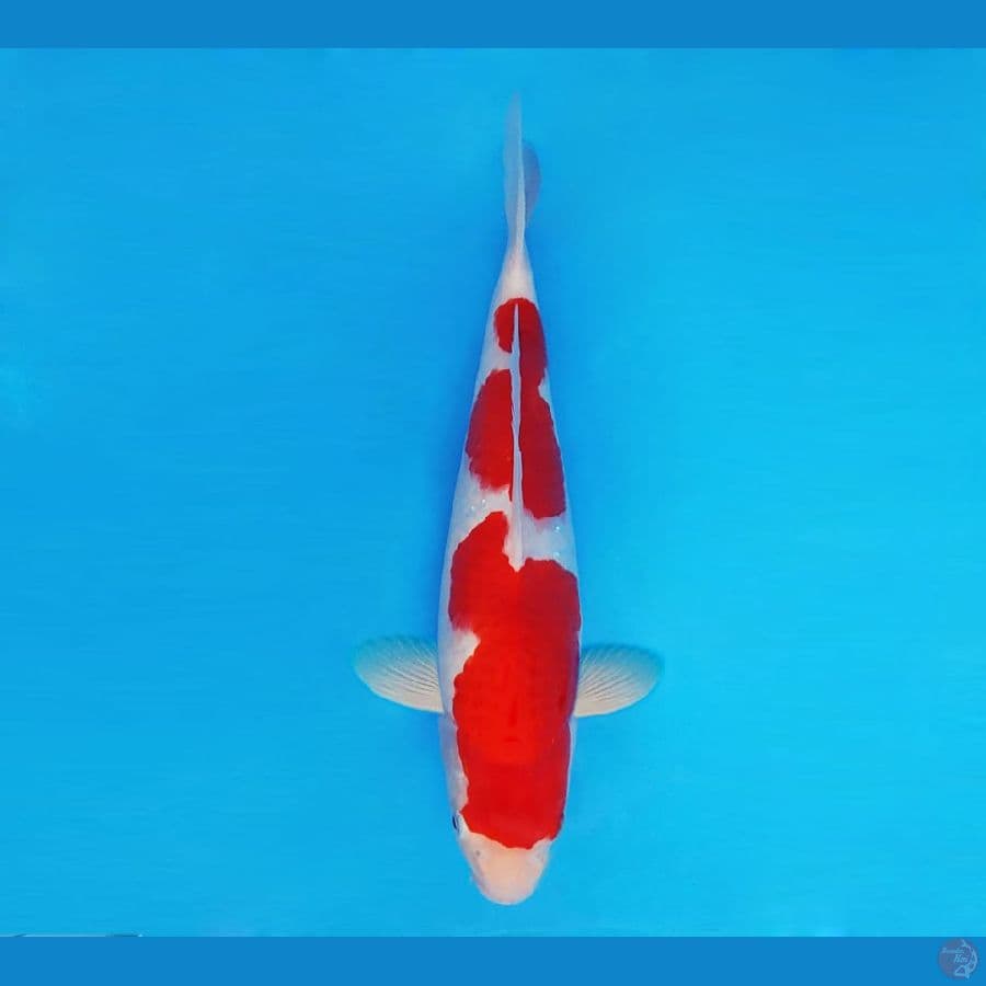 MUSASHI 7 ~ Kohaku 30 cm/male™,~
