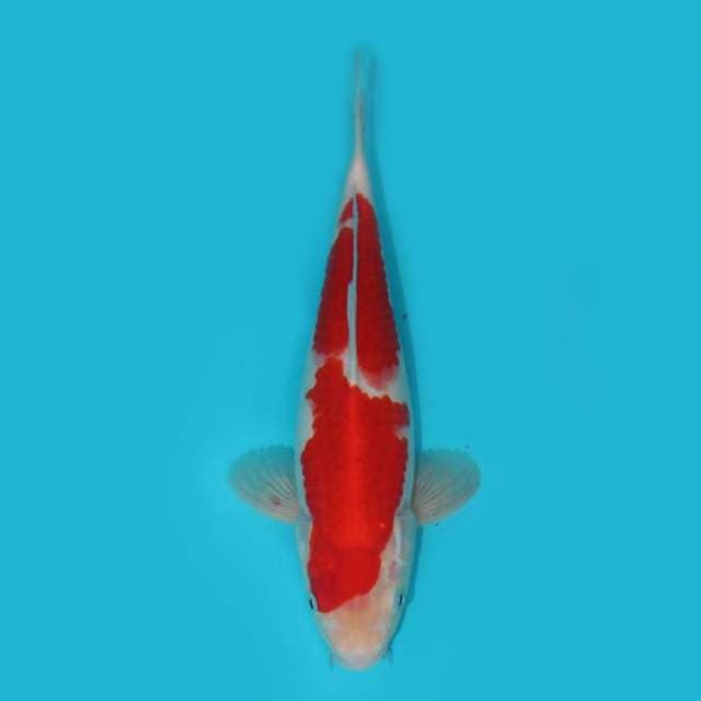 KOHAKU 28 CM