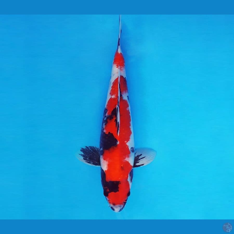 MUSASHI 10 ~ Showa Evolution 34 cm/male™,~