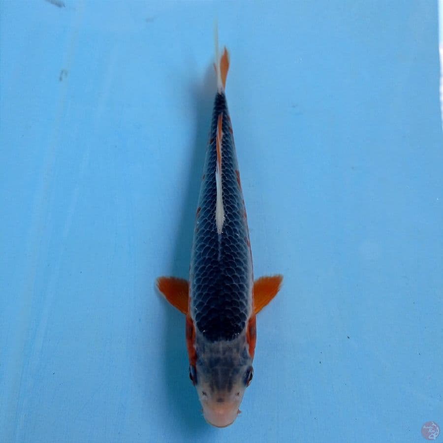 asagi, 18 cm