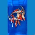 paket sanke 20-28 cm 12 ekor