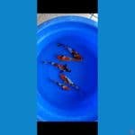 showa mix sanke 17-23cm origynal