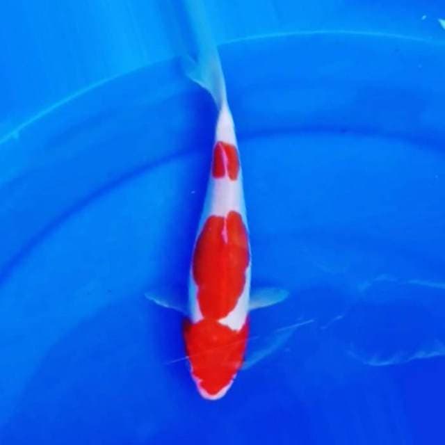 Kohaku doitsu 22cm