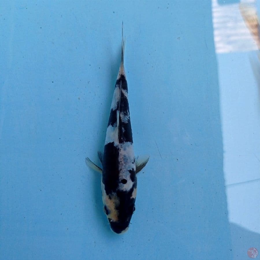 shiro doitsu, 15 cm