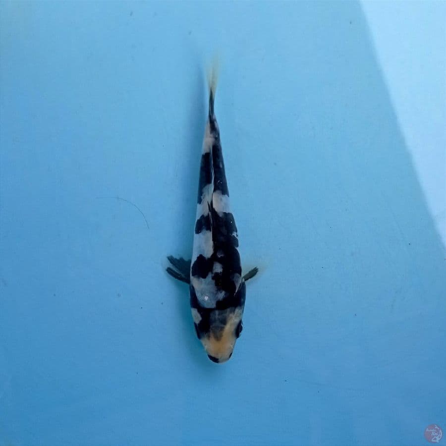 shiro doitsu, 13 cm