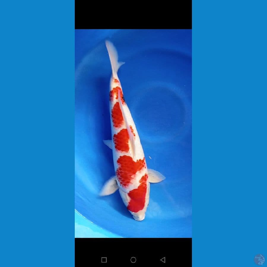 showa 5 setep body punuk