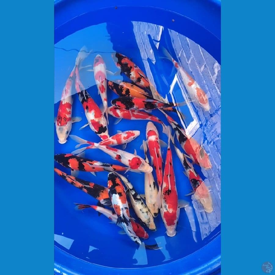 Mix showa strong 25-35cm 20 ekor