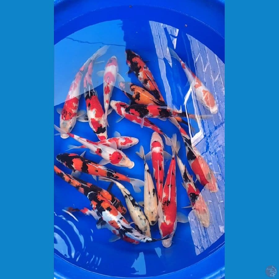 Mix showa strong 25-35cm 20 ekor