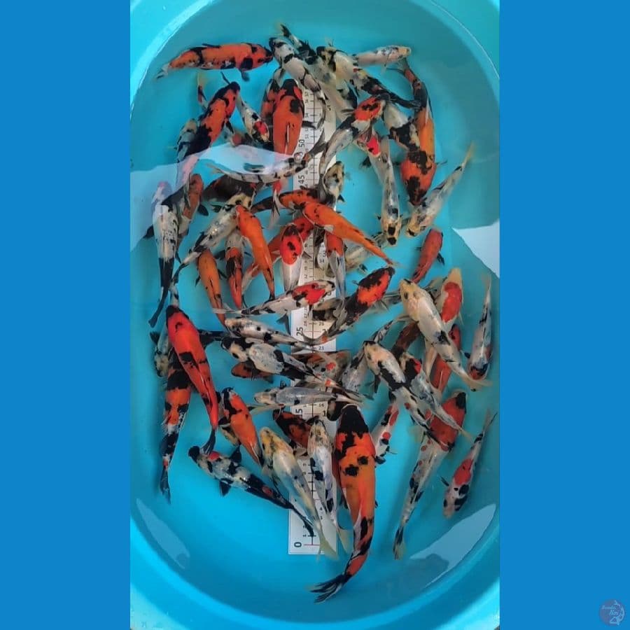 Showa Full Doitsu 15-20cm 60 ekor