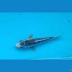 Asagi bahan 13cm