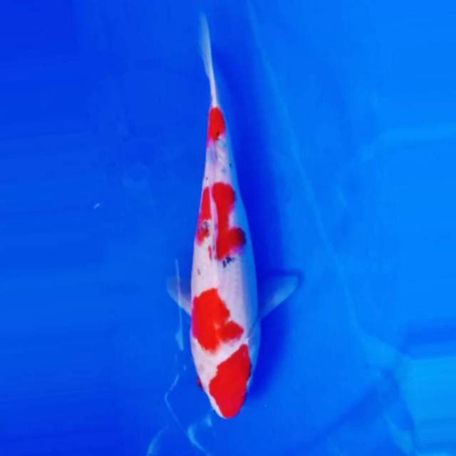 Sanke doitsu 25cm