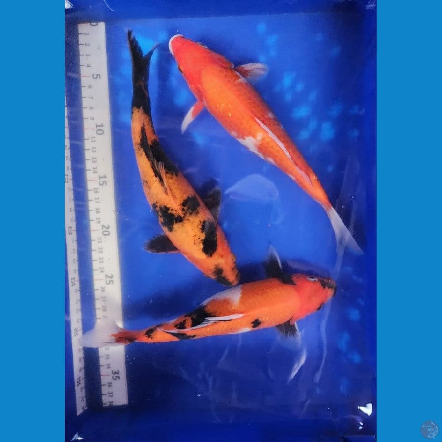 25cm mix