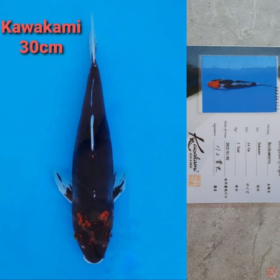 KAWAKAMI BENI KUMONRYU 30CM SERTI