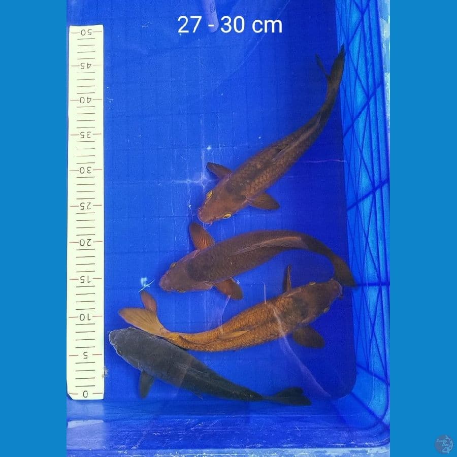 Paket 4 ekor Chagoi karamel aragoke