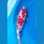 AKF Jantan punuk 32 cm