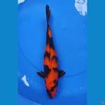 hi utsuri 35 cm