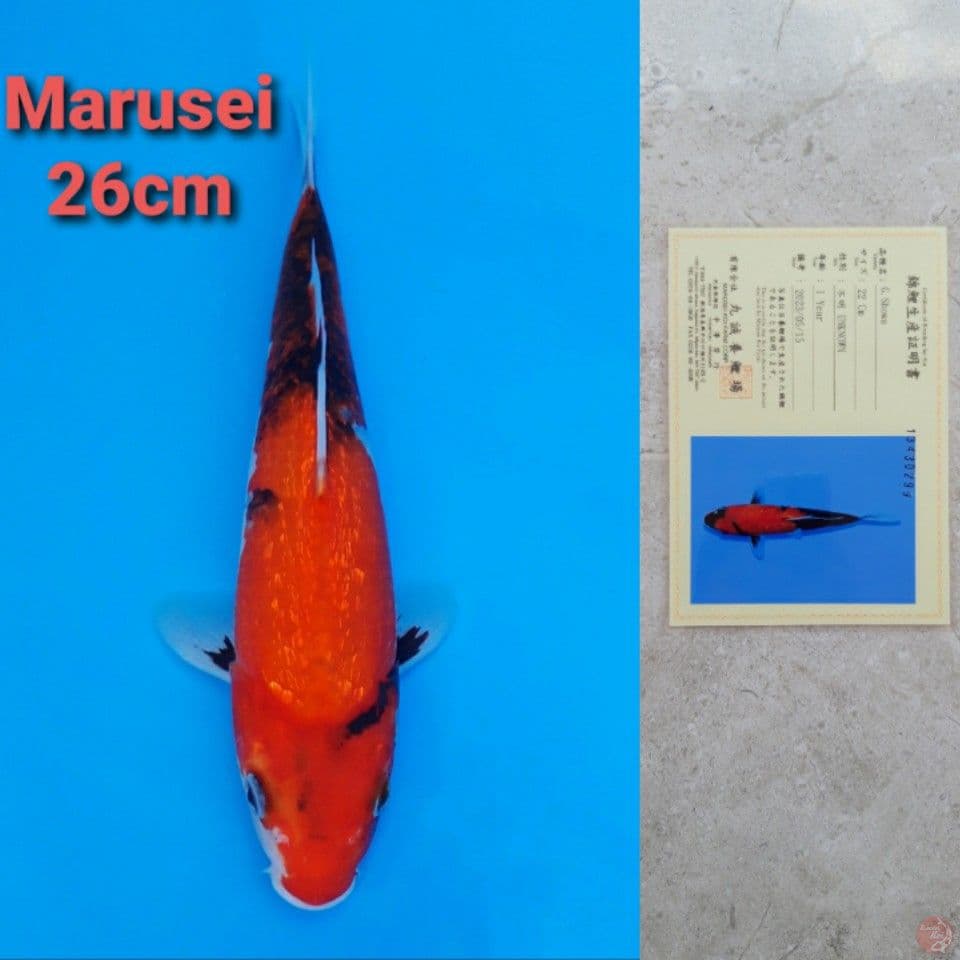 MARUSEI SHOWA GINRIN 26CM SERTI