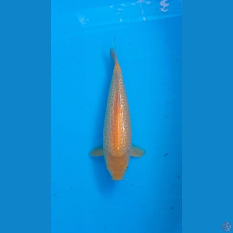 Karasi ginrin 30cm