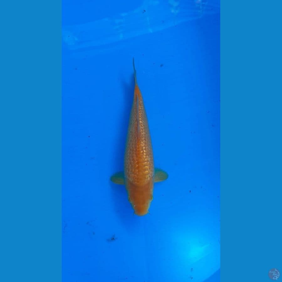 Karasi ginrin 26cm