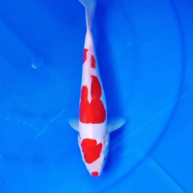 Maruten kohaku ayuuu 25cm