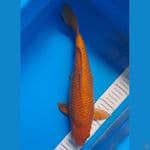  Caramel 36cm 