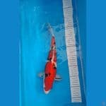 SANKE 35CM SQ