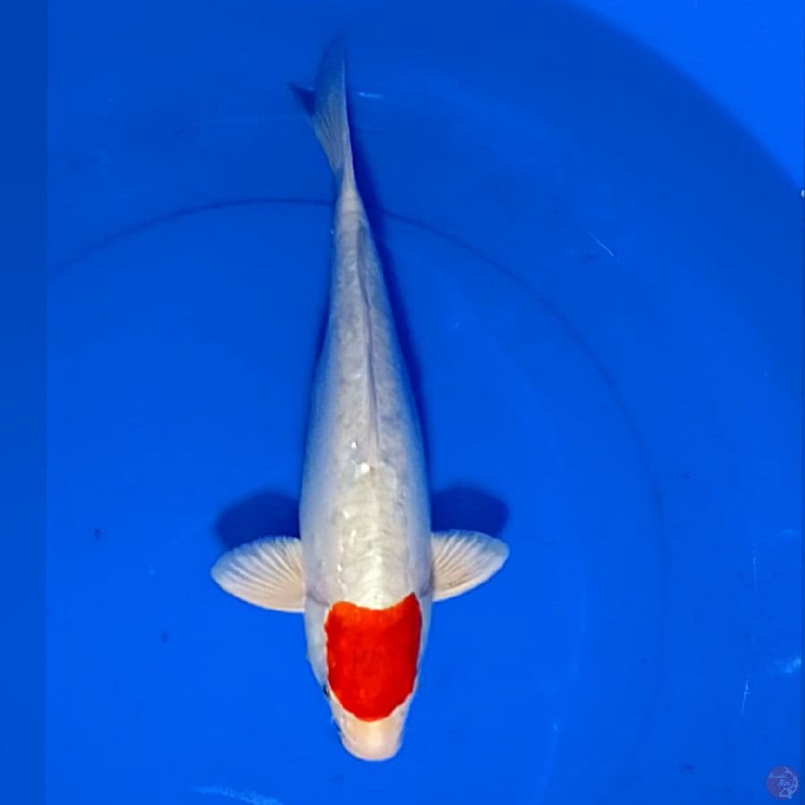 TANCO KIKUSUI 35CM