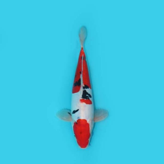 YG_SANKE DOITSU_27 CM