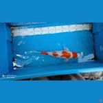 yondan kohaku