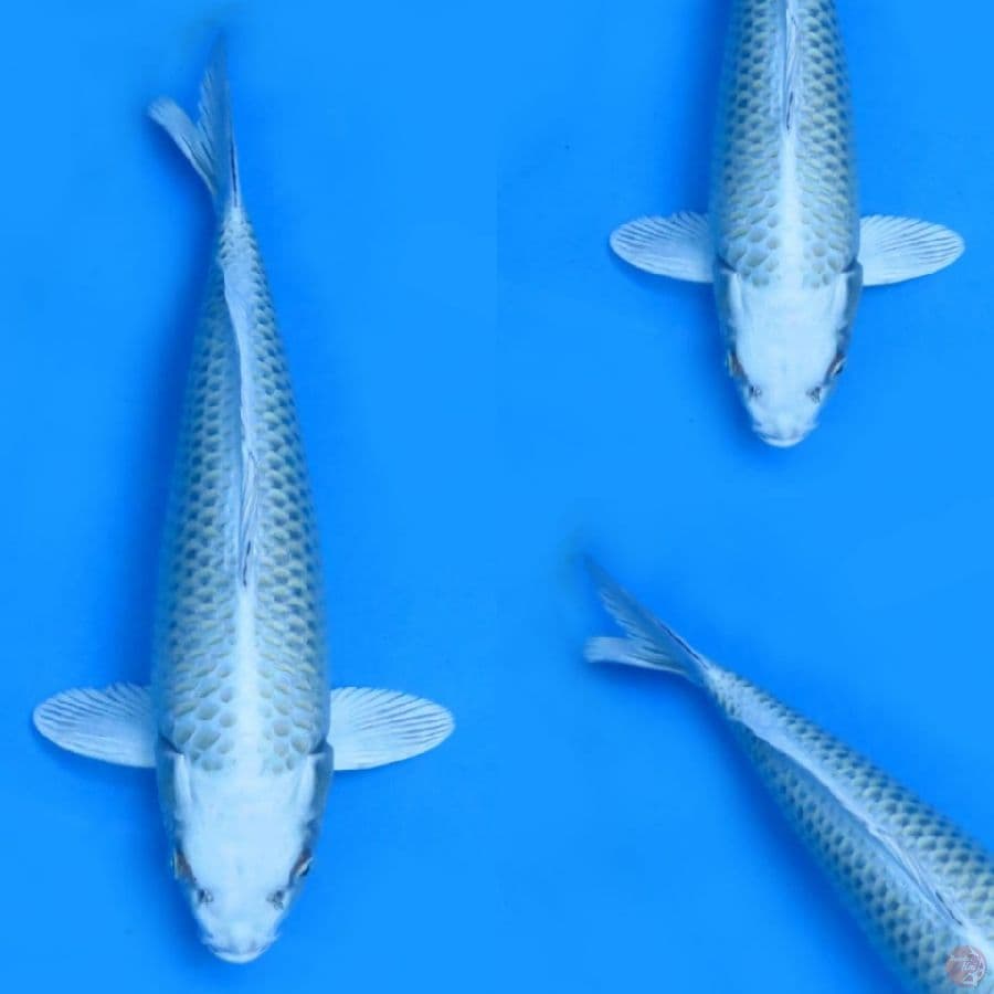 42cm , Mukasi Ogon Male 