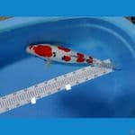sanke doitsu 45 cm 