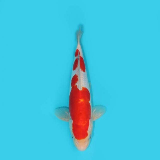 YG_KOHAKU_27 CM