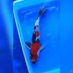 ( 22CM ) SHOWA - MALE