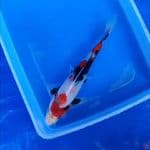 ( 18CM ) SHOWA MOTOGORO