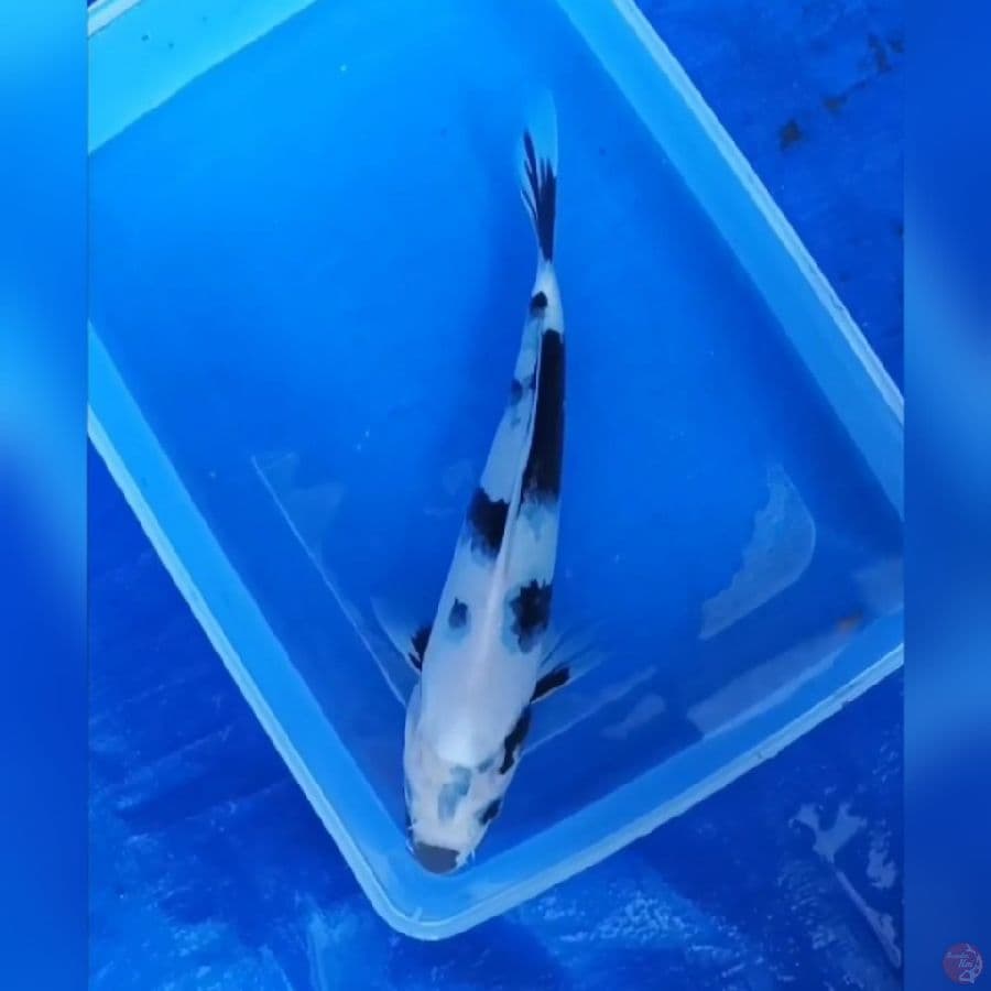 ( 22CM ) SHIRO PUTIH BERSIH