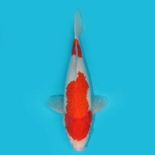 YG_KOHAKU ORI_31 CM