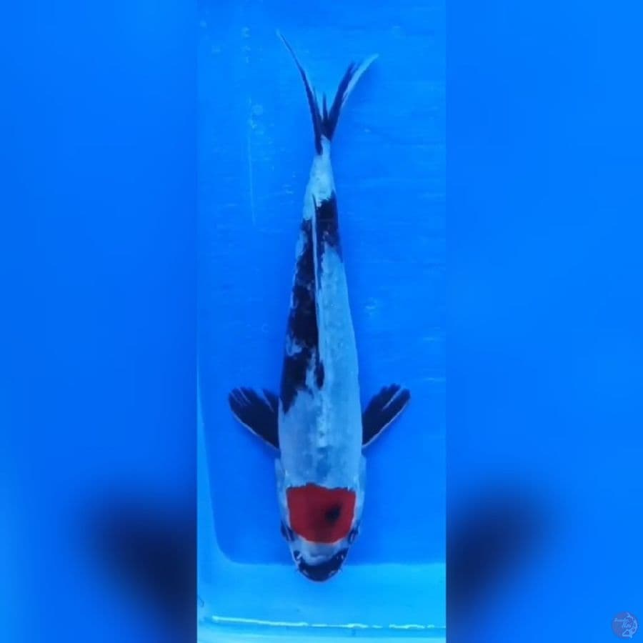 ( 18CM ) TANCHO SHOWA ORIGINAL 