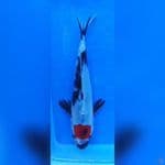 ( 18CM ) TANCHO SHOWA ORIGINAL 