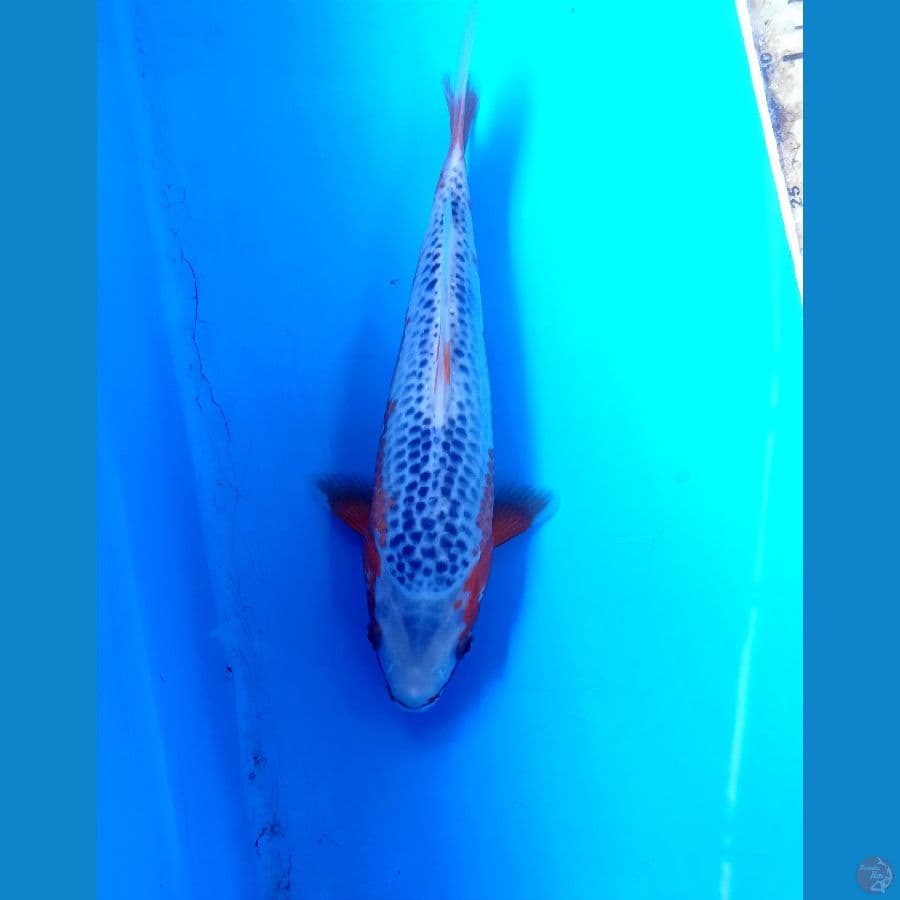Asagi 21cm