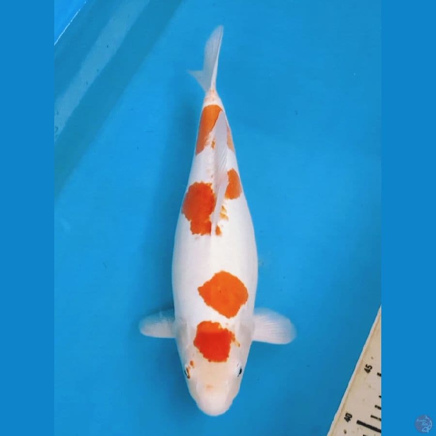 Kohaku Doit 44cm