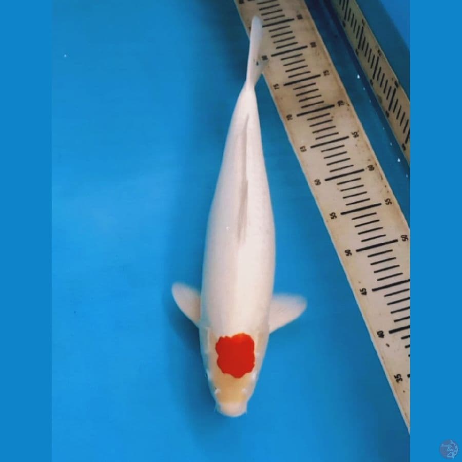 Tc Kohaku 47cm