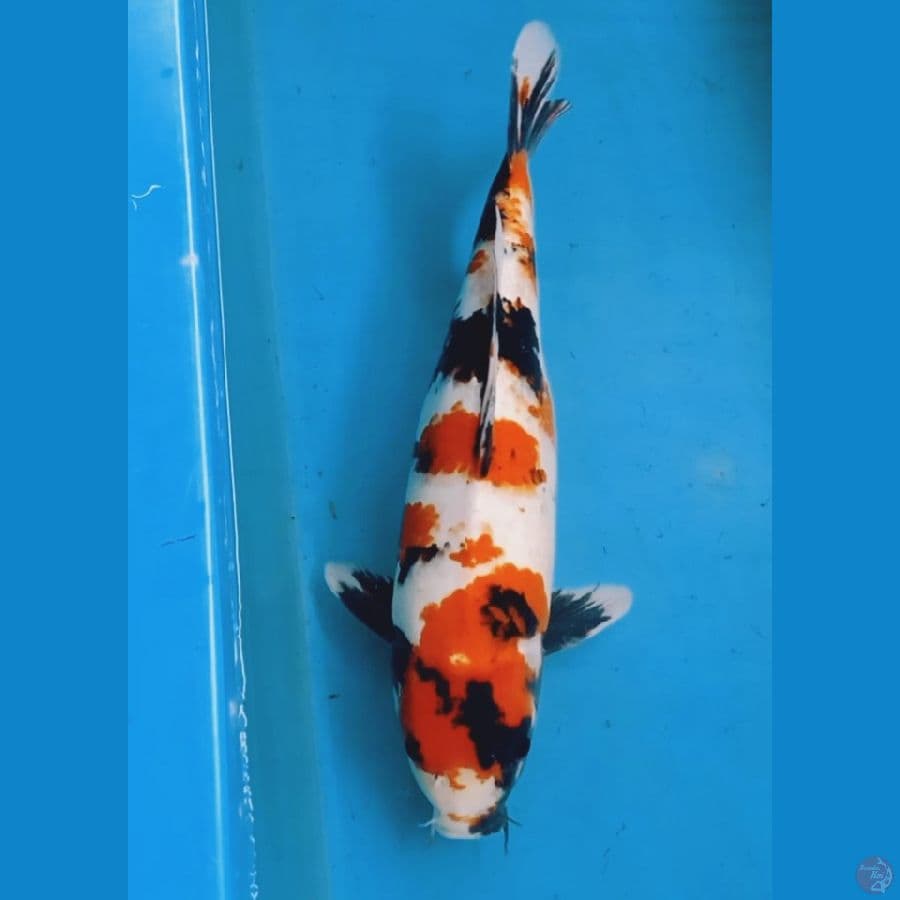 Showa 48cm