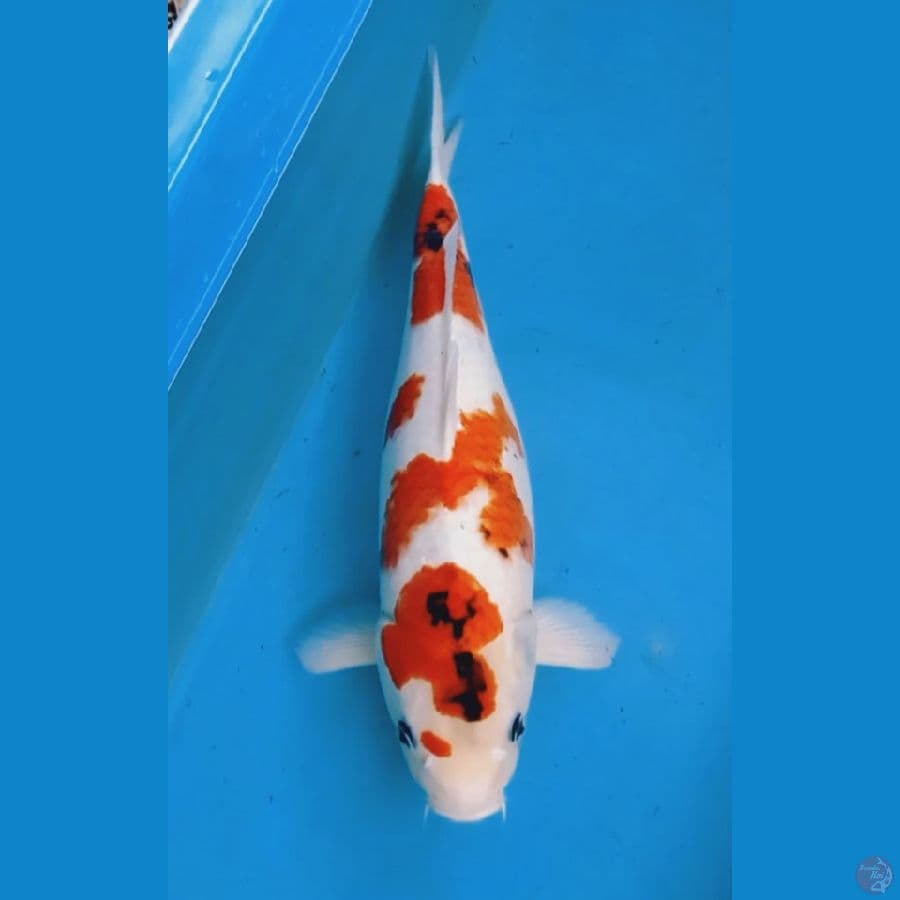 Kindai Showa 48cm
