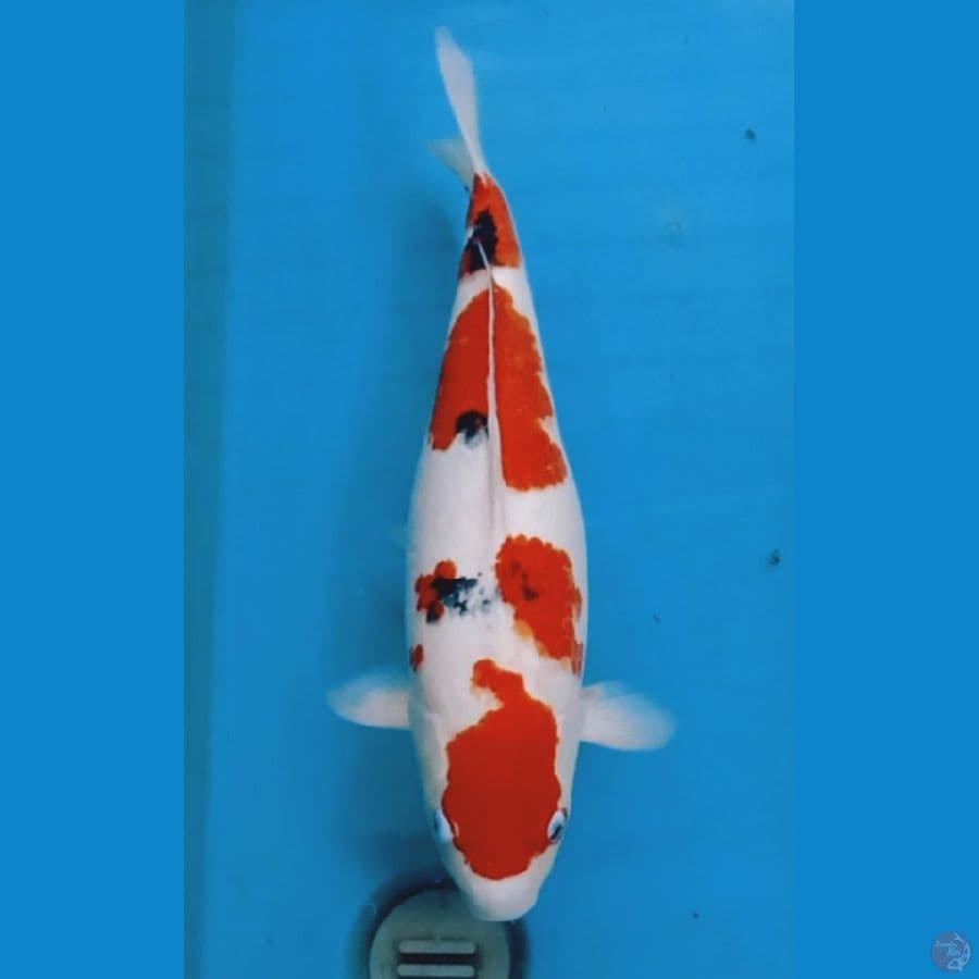 Sanke 45cm